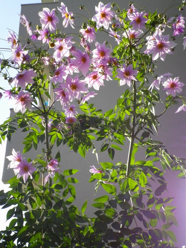 花便り ３３ ピンク色の花 皇帝ダリアと乙女椿 ｔｉｓ ｎａｔｕｒｅ ｓ ｖｏｉｃｅ それは自然の声