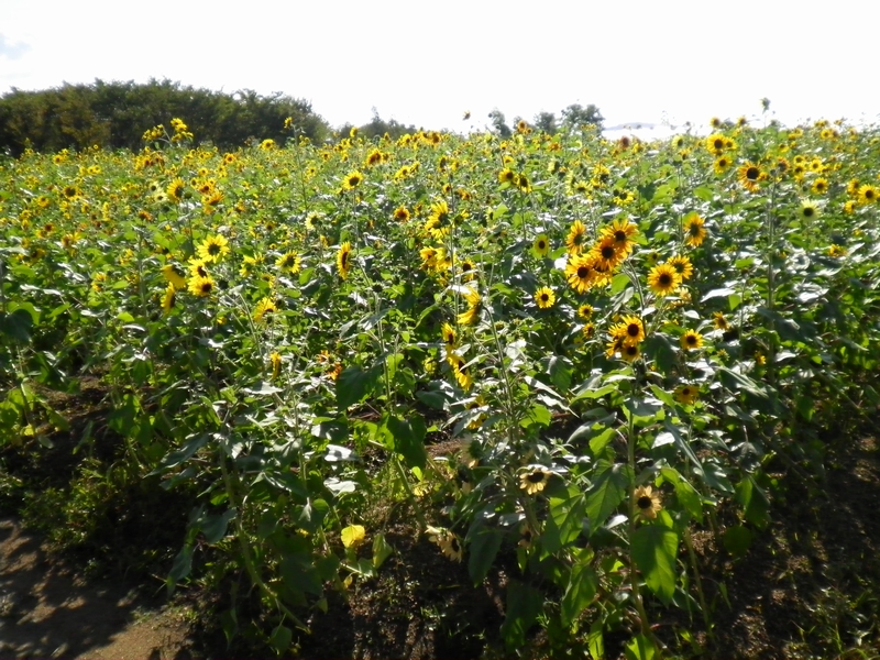 花便り ３０ 和泉市リサイクル環境公園の花畑 ｔｉｓ ｎａｔｕｒｅ ｓ ｖｏｉｃｅ それは自然の声