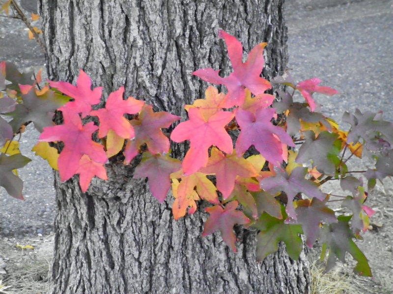 葉っぱ物語 ２ Turn Red And Yellow ｔｉｓ ｎａｔｕｒｅ ｓ ｖｏｉｃｅ それは自然の声